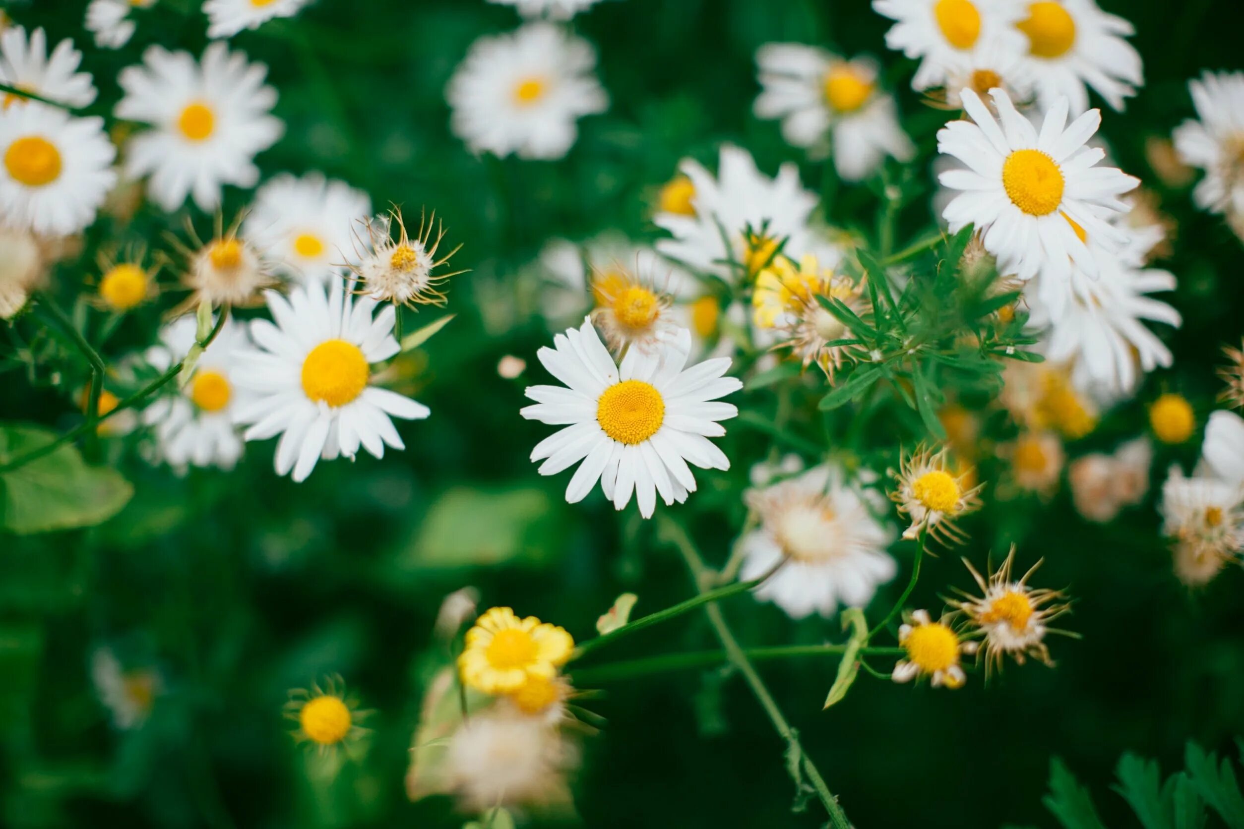 Camomile Ромашка. Ромашки Дейзи Флауэр. Ромашки обои. Шикарные ромашки. Ромашка полевая mp3