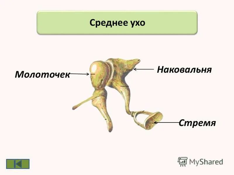 Функции полости среднего уха человека. Среднее ухо строение анатомия. Строение слуховых косточек молоточек наковальня стремечко. Строение среднего уха барабанная перепонка. Наковальня в ухе расположена.