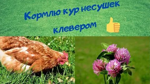 Можно ли давать курам клевер