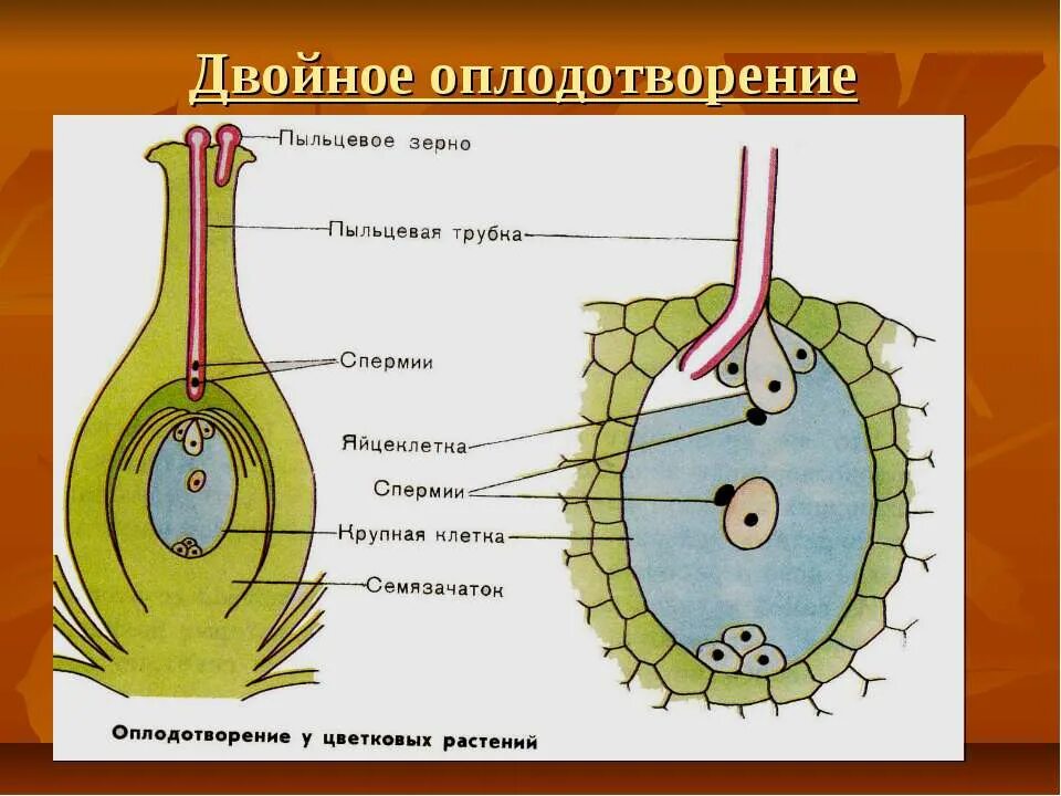 Спермии покрытосеменных растений. Двойное оплодотворение у покрытосеменных растений. Схема двойного оплодотворения у покрытосеменных растений. Оплодотворение пыльцевого зерна схема. Схема двойного оплодотворения у цветковых растений.