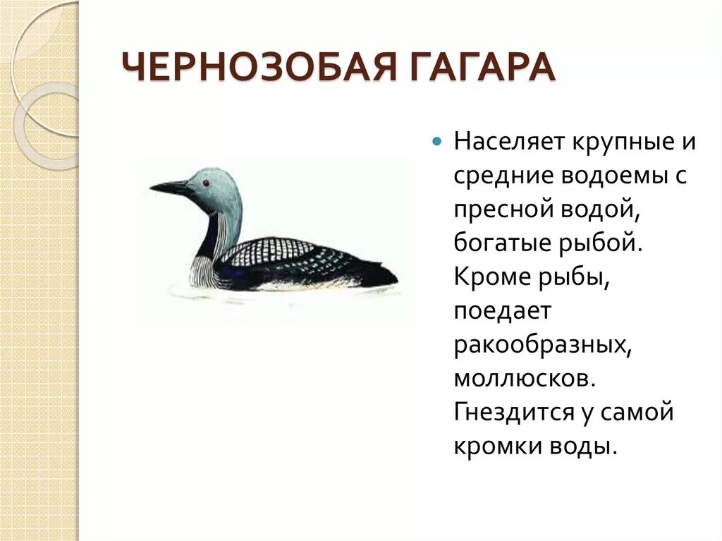 Какие животные красной книги обитают в башкортостане. Птица чернозобая гагара. Птица чернозобая гагара красная книга. 2. Чернозобая гагара. Чернозобая гагара информация.