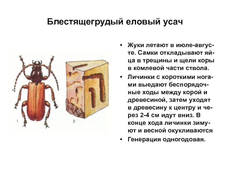Какие отношения между осиной и усачем