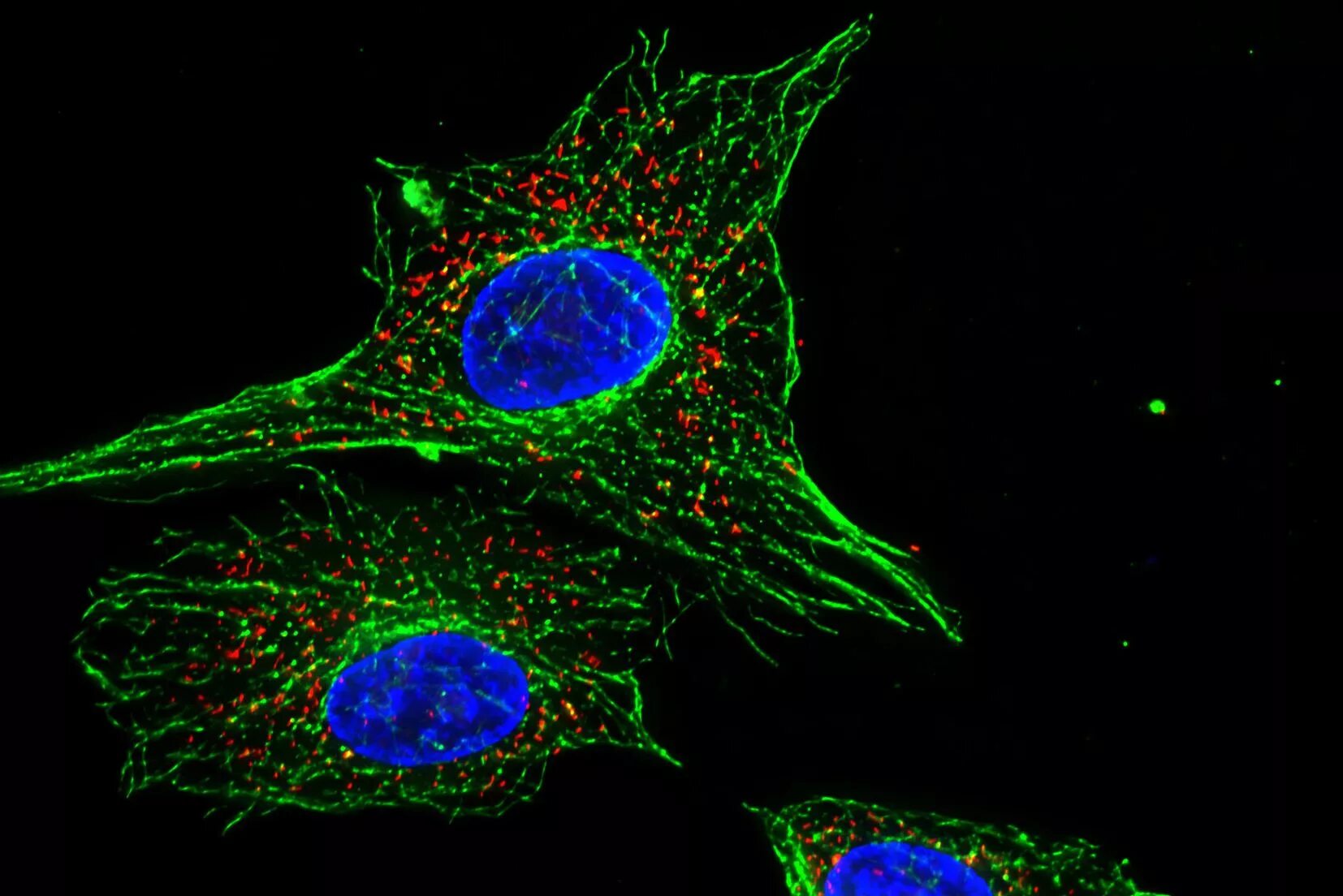 Микро клеток. Цитоскелет конфокальная микроскопия. Цитоскелет флуоресцентная микроскопия. Цитоскелет флуоресценция. Флюоресценция микроскопия.