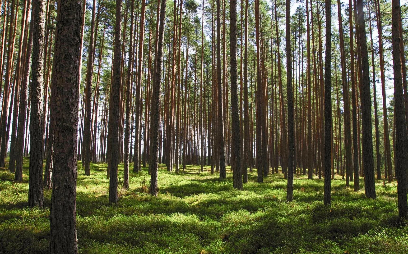 Состояние лесного фонда. Сосняк брусничник. сосняки зеленомошные. сосновый лес. земли лесного фонда.