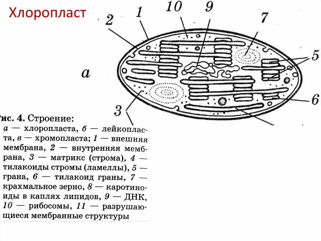 Внутренняя мембрана хлоропластов функции