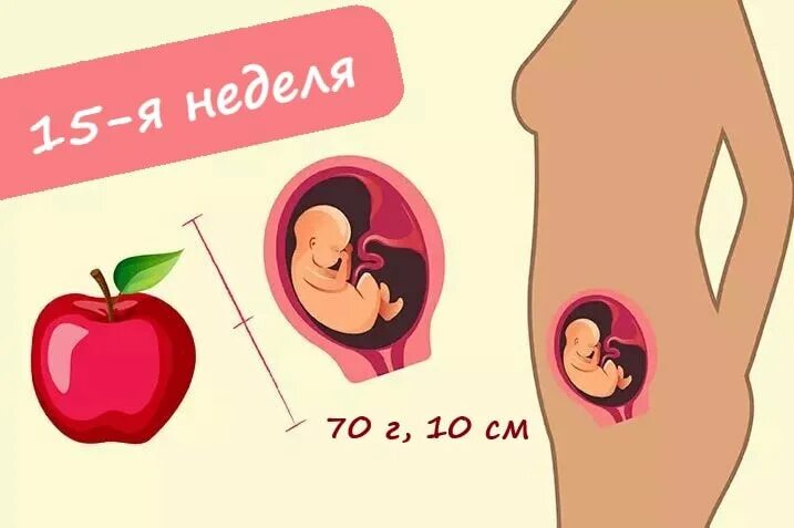 Можно почувствовать шевеление на 15 неделе. Плод 15 недель беременности размер плода. 15 Недель беременности размер. 14-16 Недель беременности. Размер ребёнка на 15 неделе беременности.