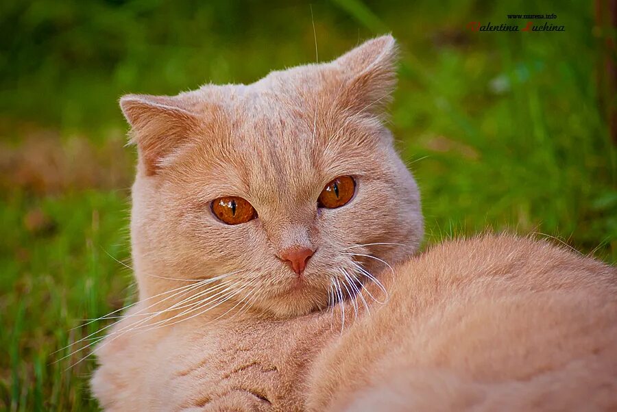 Кот привет. Гладить кошку. Сможешь кот. Мемы. Котенок под гантелей.