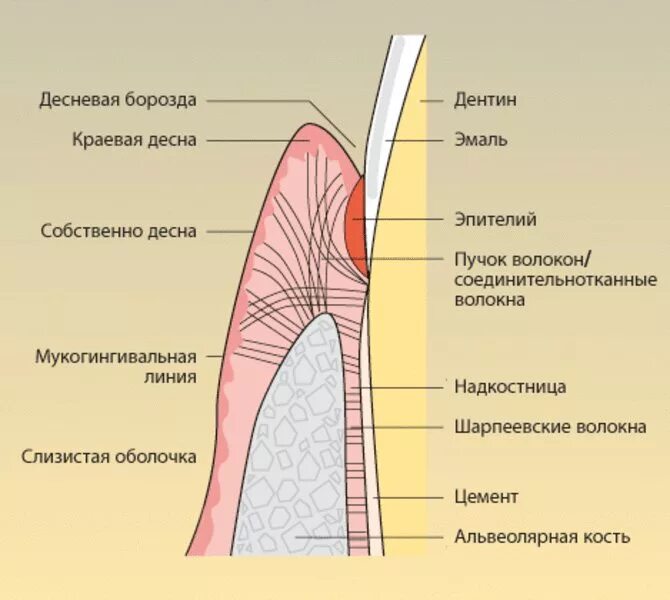 Строение зуба костная альвеола. Надкостница челюсти анатомия. Альвеолярная кость зуба строение. Десневой Желобок гистология. Альвеолярная десна