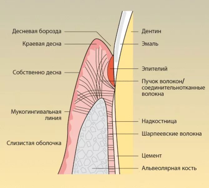 Альвеолярная десна. Строение зуба костная альвеола. Надкостница челюсти анатомия. Альвеолярная кость зуба строение. Десневой Желобок гистология.