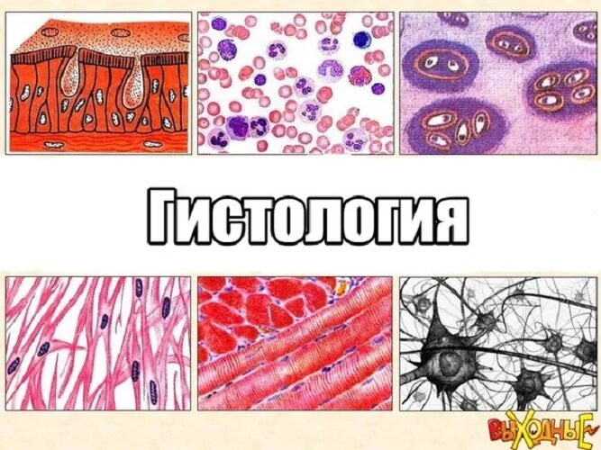 Черт возьми как. Передний отдел пищеварительной системы гистология. Мем фу да. Чёрт возьми. Матка поперечный срез гистология.