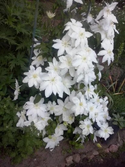 Clematis 'Arctic Queen' Pure and Simple Beauty