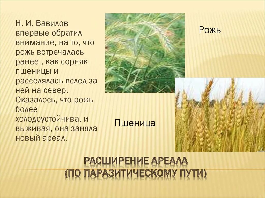 Сообщение о пшенице 3 класс. Рожь ареал. Рожь Вавилова. Рассказ о пшенице. Описание пшеницы.