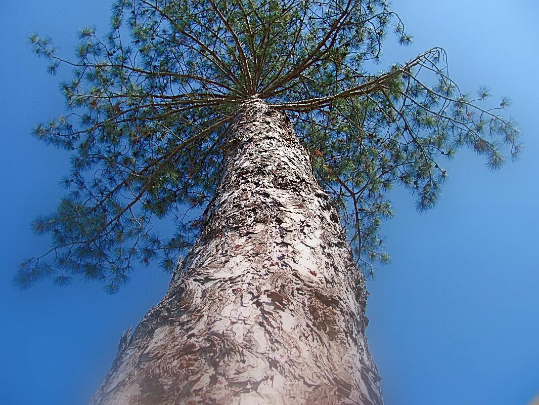 осенняя засуха. аномальное растение тернистый путь. саксаул растение в тундре. сталкер тернистый путь аномальное растение. ведьмина метла на сосне.