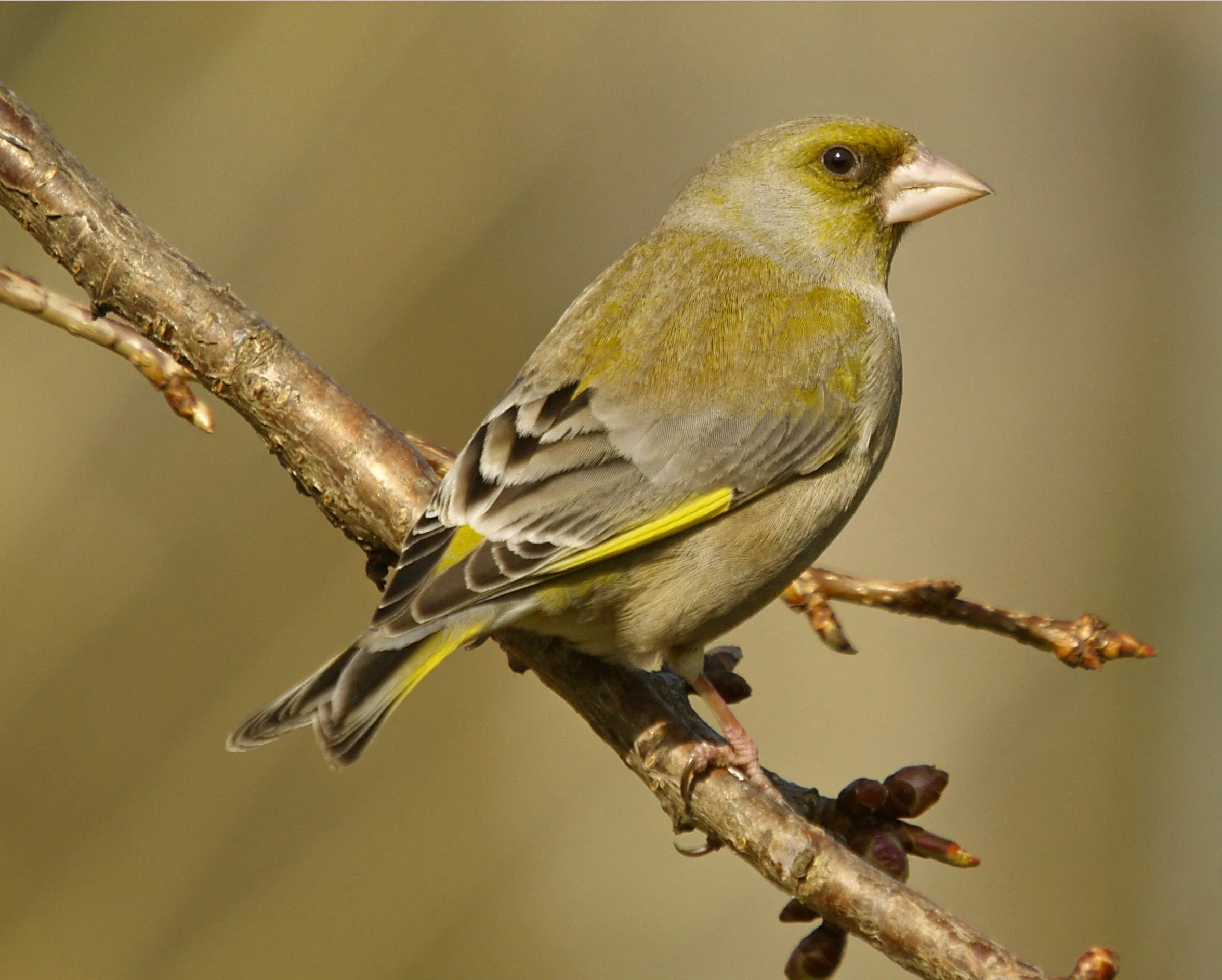 Fin h. Greenfinch. вьюрок вьюрковые. вьюрковые зяблик. вьюрковые представители.
