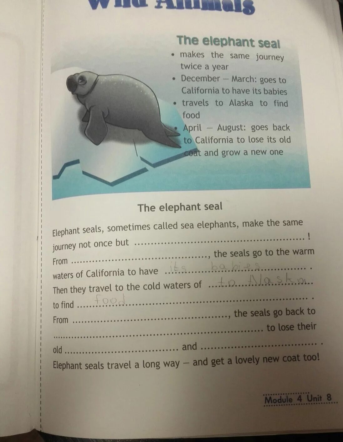 Seal перевод на русский песни. The Elephant Seal текст. The Elephant Seal 4 класс. The Elephant Seal портфолио. Английский язык 4 класс the Elephant Seal.