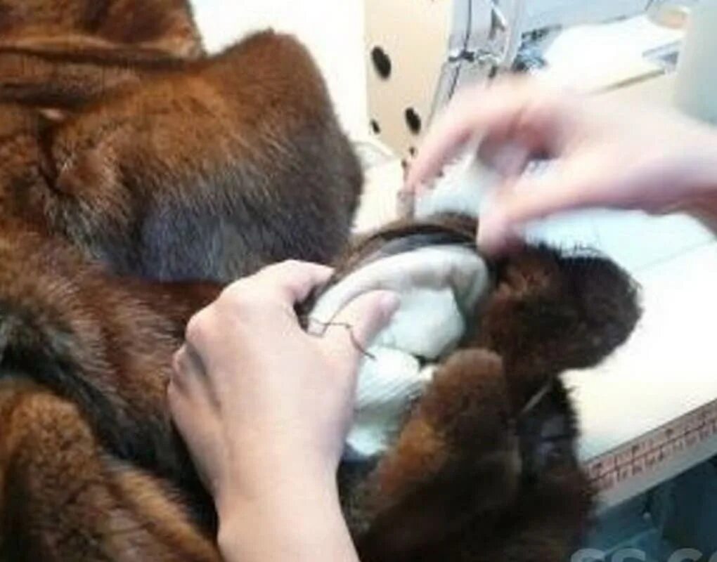 реконструкция норковой шубы. где можно отремонтировать норковую шубу. потертости на шубе норковой. потертости на шубе норковой. химчистка норковой шубы.