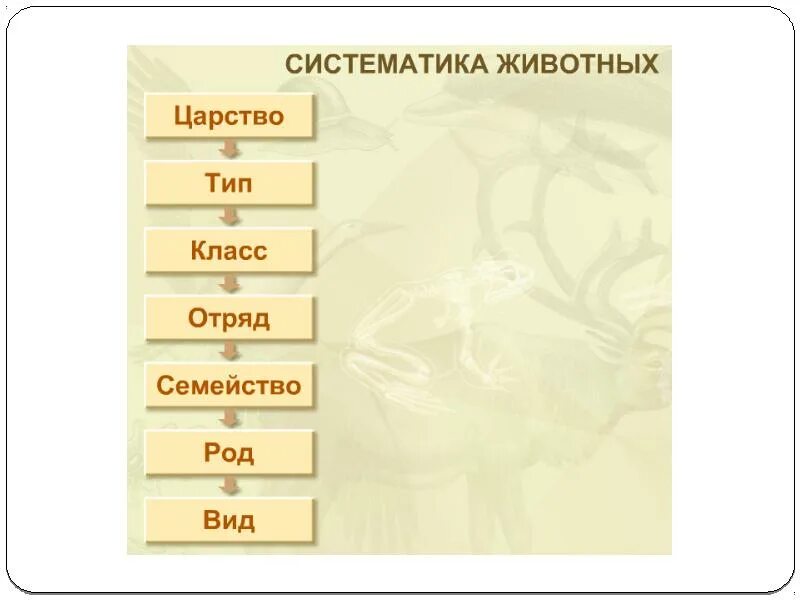 Животные царство тип класс отряд семейство. Систематика животных. Систематикам животных. Систематика животных типы. Систематика царства животных.