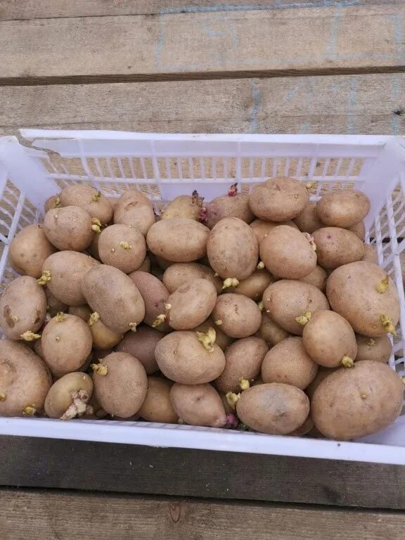 Семенной картофель в новгороде. Ведро картошки семенной. картофель семенной ведро. картошка семена ведро. картофель в ведре.