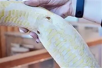 Top 3 thứ đáng sợ có thể đang ngủ tại giường cùng bạn - YouTube