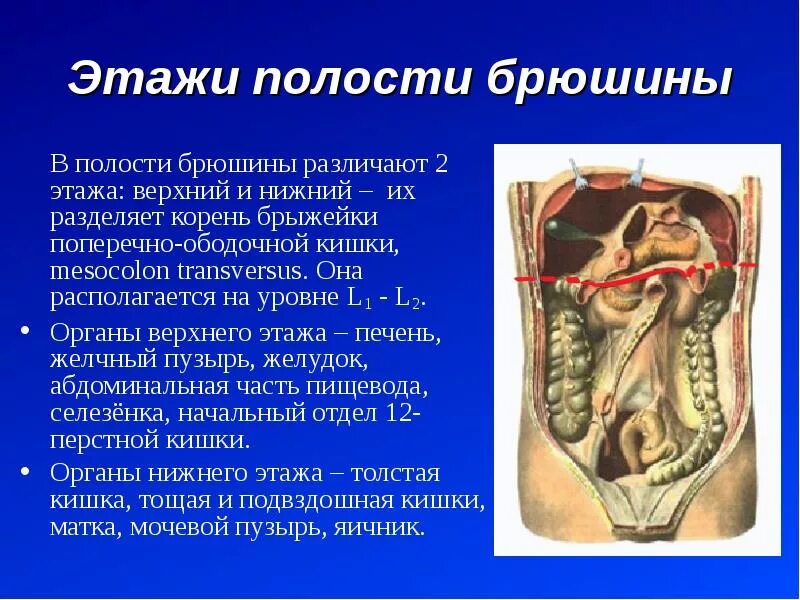Обследовать брюшную полость