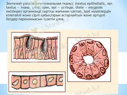 Әйелдерді азаптап жатқан түрмедегі секс видеосы