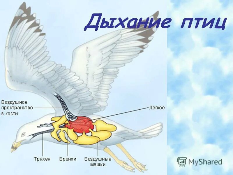 строение дыхательной системы позвоночных. дыхательная система система птиц. дыхательная система птиц. строение дыхательной системы птиц. строение дыхательной системы птиц.