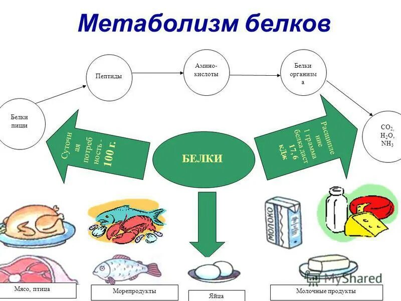 Из чего делают белок. Белок в организме. Белок это кратко. Белки определение. Протеин белок.