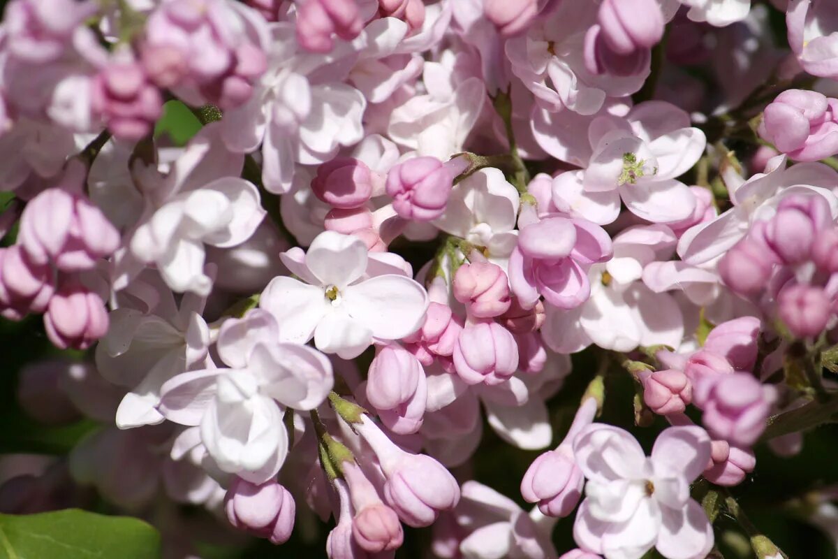 Сирень обыкновенная Жемчужина. Сирень обыкновенная 'Жемчужина' (Syringa vulgaris 'Zhemchuzhina'). Сирень махровая Жемчужина. Сирень обыкновенная Жемчужина (Zhemchuzhina). Сирень жемчужина