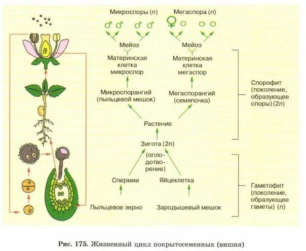 В результате какого деления образуются микроспоры. Микроспора покрытосеменных. Цикл покрытосеменных мегаспора. Образование микроспор у покрытосеменных. Материнская клетка микроспоры.