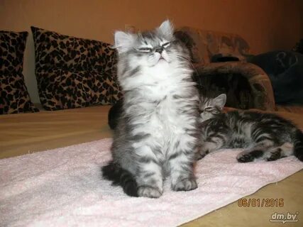 Котята в могилеве
