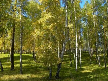 Березняки лес