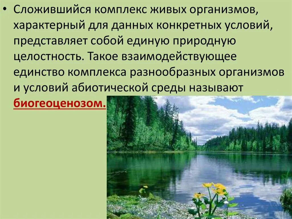 Доклад на тему природное сообщество. Сообщение о природном сообществе. Природные сообщества презентация. Ljrkfl YF ntveприродное сообщество.