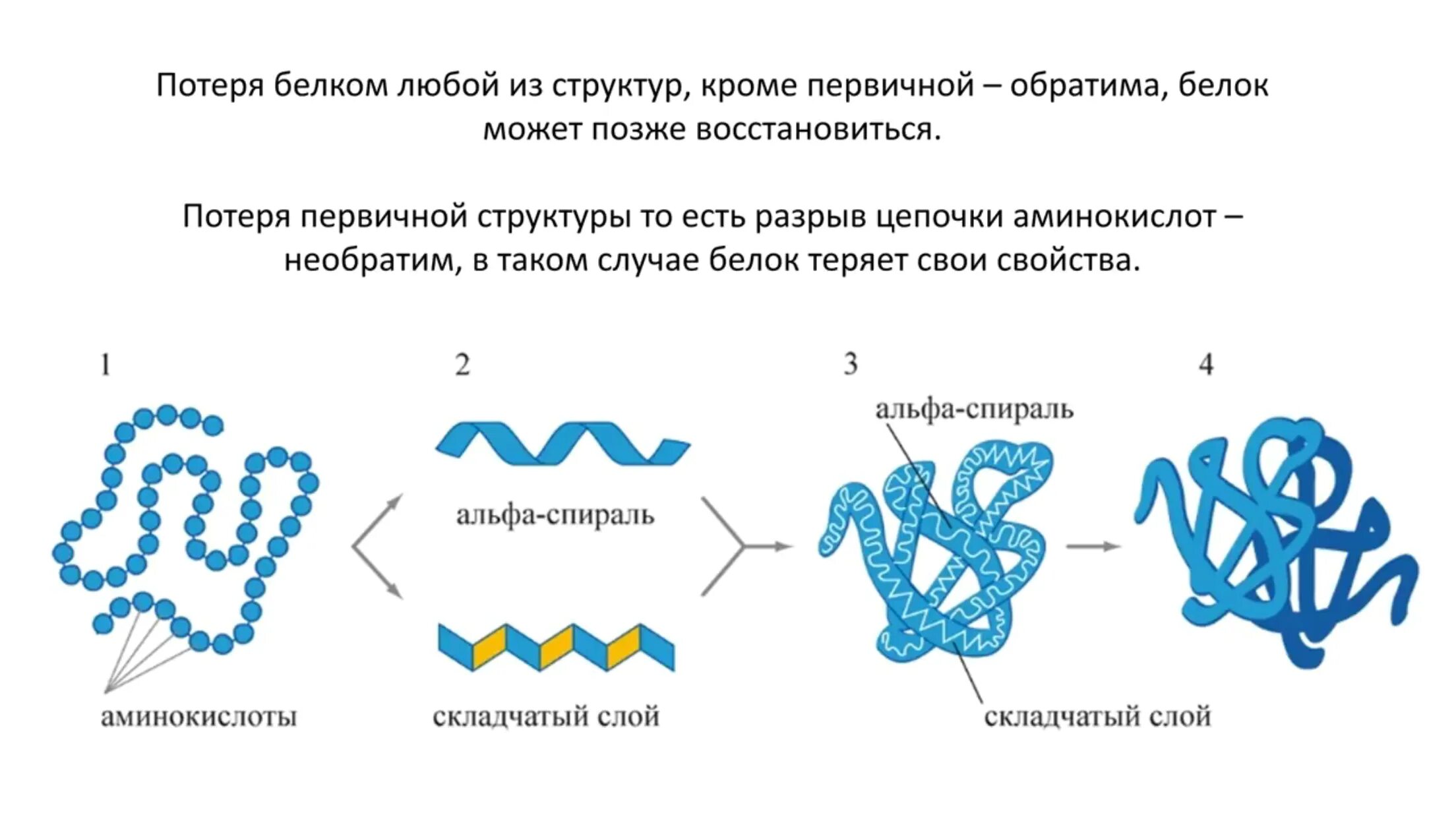 Структура белка тест. Конформация первичной структуры белка. Четвертичная структура белков. Типы конформации белков. Формирование первичной структуры белка.