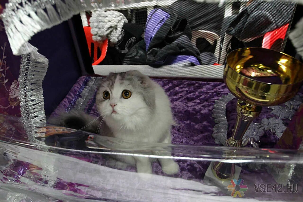 Котик выставка. Выставка кошек ульяновск звезда. Всемирная выставка кошек. Выставка кошек. Выставка кошек в санкт-петербурге.
