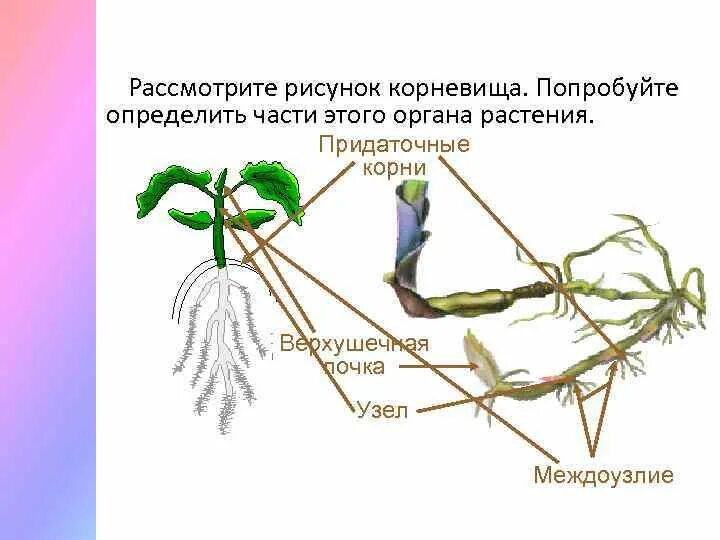 Подземными побегами являются корневища. Подземными побегами являются корневища
