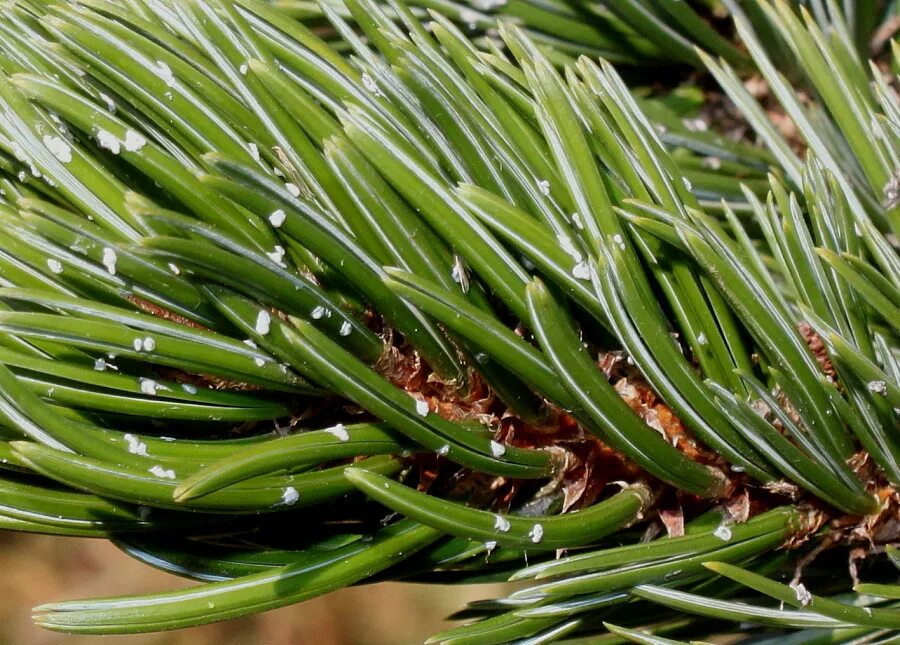 Pinus aristata. Сосна аристата. Сосновые (семейство). Сосновые (семейство) сосновые. Сосновые порядок хвойные