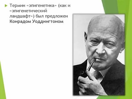 Эпигенетический ландшафт
