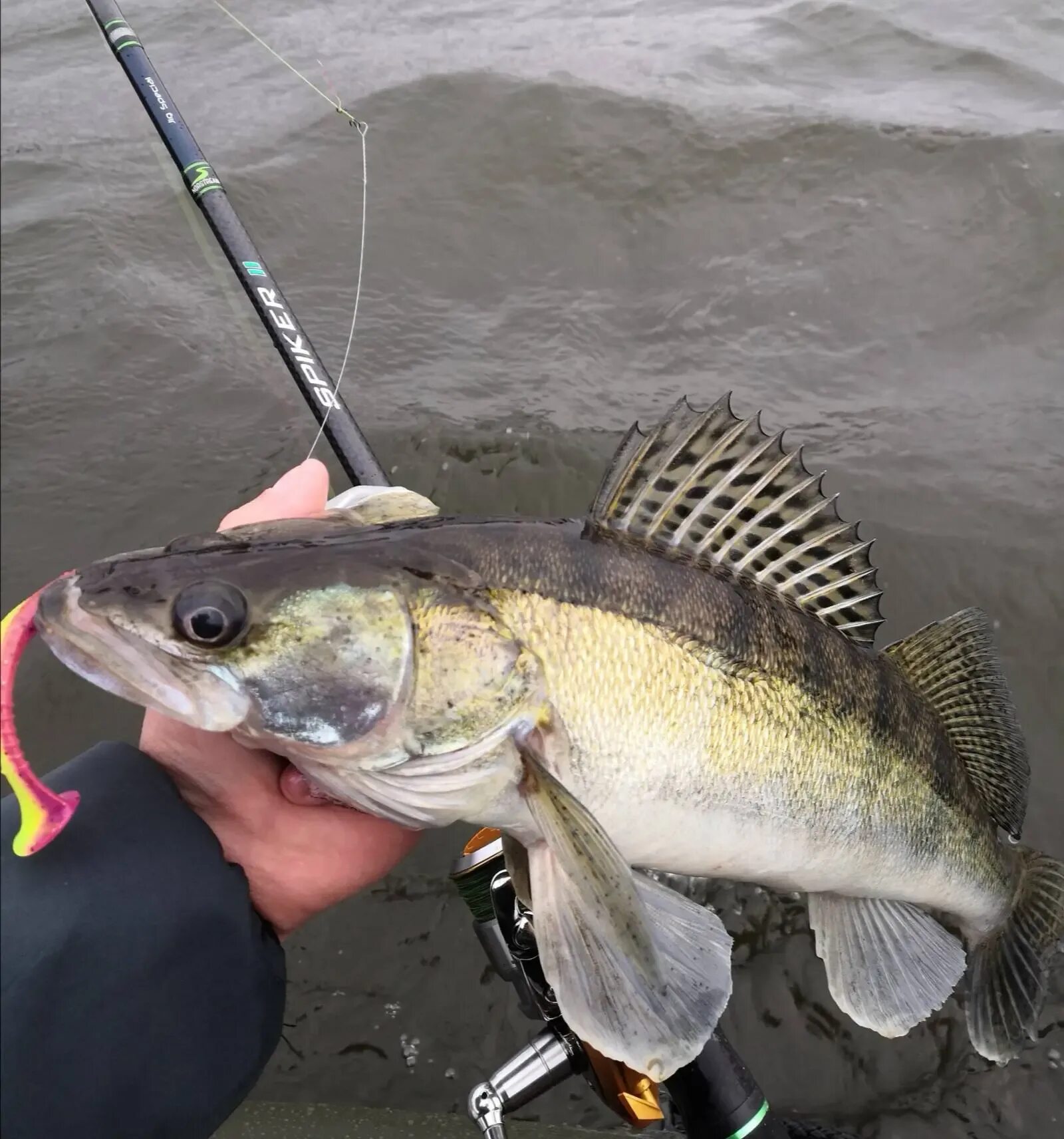 Судак в чувашии. Судак гигант рыба. Большой судак ночь. Клев судака. Судак на спиннинг.
