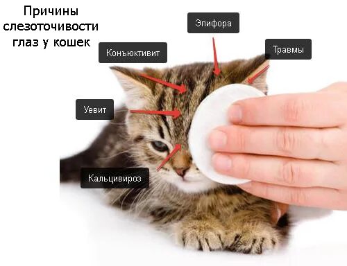 Причины соплей у кошек. Причина слезоточивости глаз у кошек. почему у кошки слезятся глаза. у кошки слезятся глаза коричневые выделения.