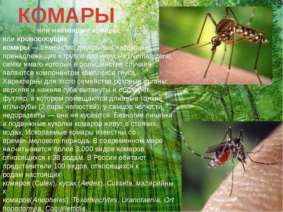 Комар какой отряд. Насекомые с описанием. комар описание насекомого. комары презентация. сообщение про комара.