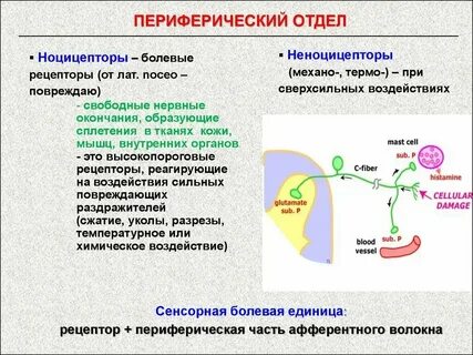 Рецепторы органов сенсорной системы