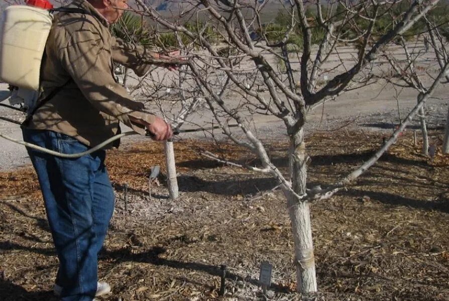 Чем обработать абрикос после цветения. Опрыскивание деревьев. Обработка дерева. Ствол яблони. Опрыскивание яблони.