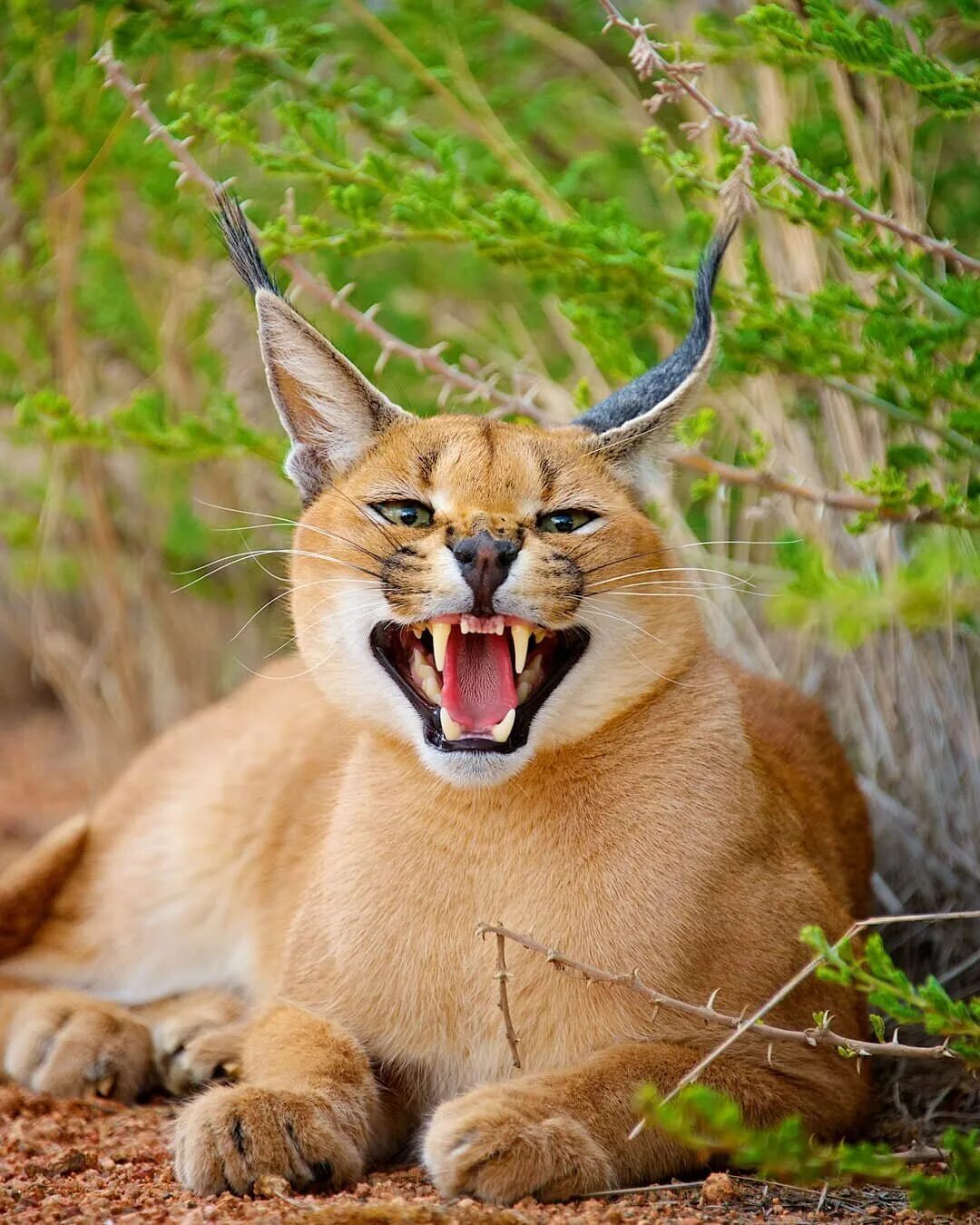 степной каракал. млекопитающее животное семейства кошачьих. флоридская пума. формозский дымчатый леопард. кавказская пума.