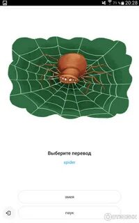 Spider перевод