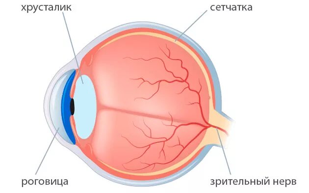 После операции сетчатки глаза ограничения. Воспаление роговицы глаза.