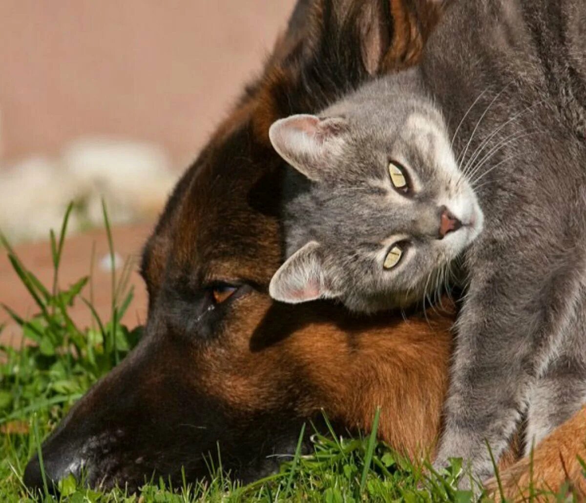 Немецкая овчарка и кошка. Кот и собака. Дружба кота и собаки. Собака и кошка вместе. Животные россии кошки и собаки