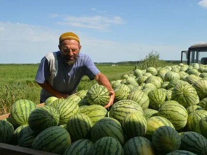 Арбузов почта