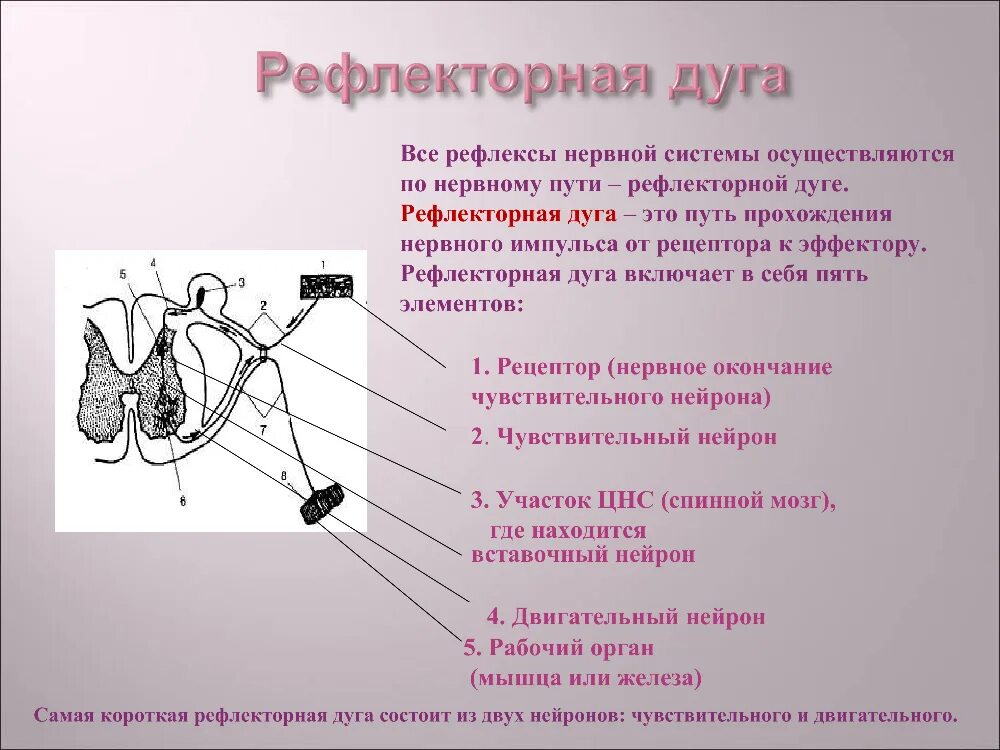 Нервно рефлекторные связи. Рефлекторная дуга. Рефлекс и рефлекторная дуга. Строение рефлекторной дуги. Функции рецепторов в рефлекторной дуге.