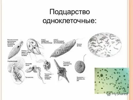 Сравнительные характеристики 2 подцарств одноклеточные многоклеточные