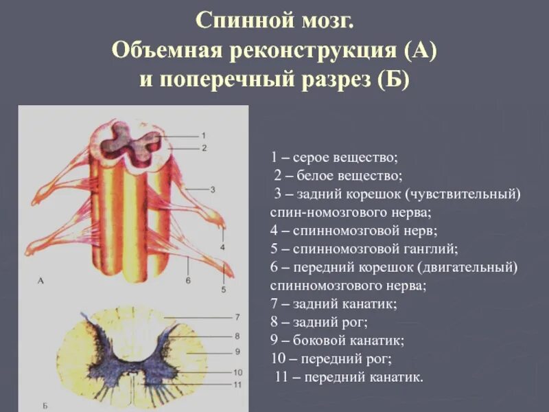 Спинной мозг строение и функции в разрезе. Строение сегмента спинного мозга в разрезе. Рис 60 строение спинного мозга. Спинномозговой мозг строение. Является продолжением спинного мозга состоит